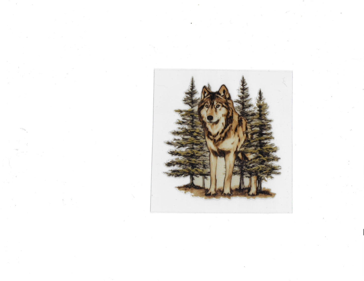 Wolf - #611