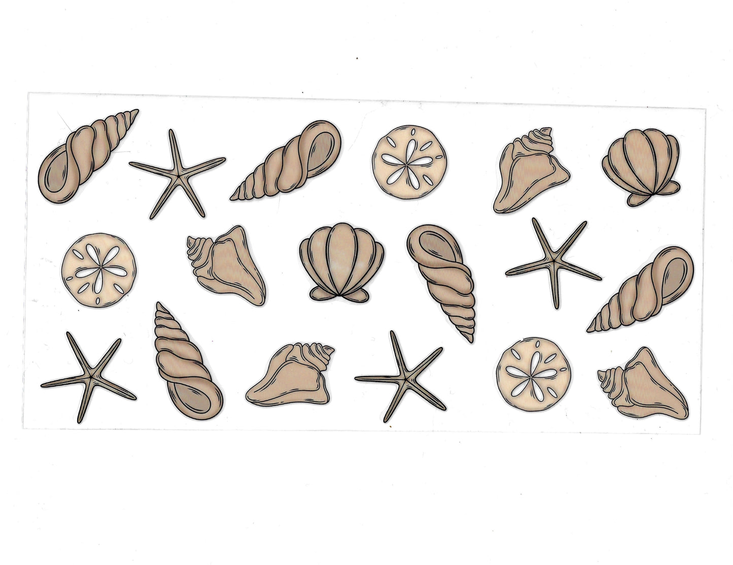 Seashells - #396